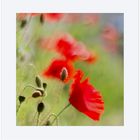  Abschied vom Mohn