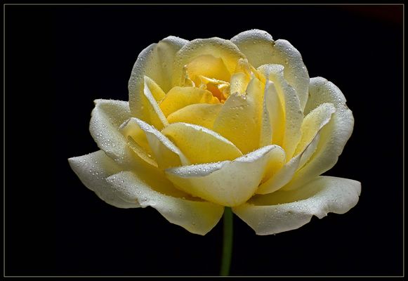 Abschied vom Rosenjahr 2020 - ( Stacking Bild ) 