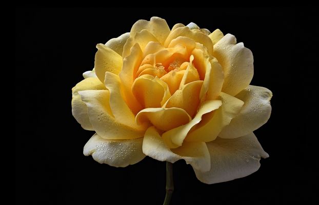 Abschied vom Rosenjahr 2025 - ( Stacking Bild ) 