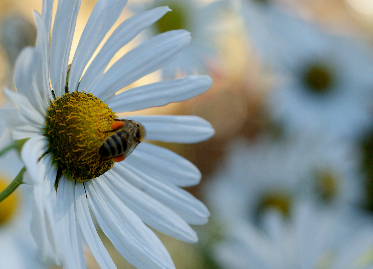 Abschied vom Sommer