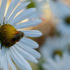 Abschied vom Sommer