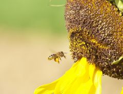 Abschied vom Sommer