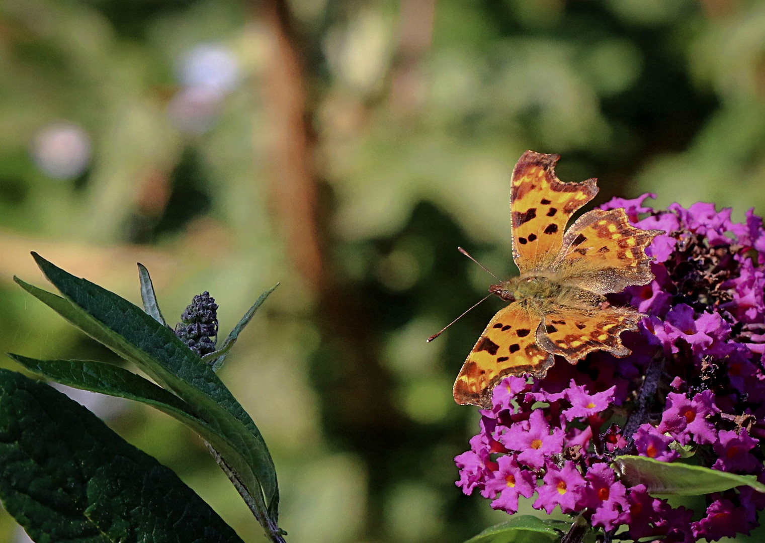 Abschied vom Sommer ...?