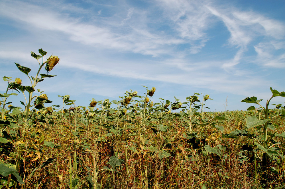 Abschied vom Sommer (4)