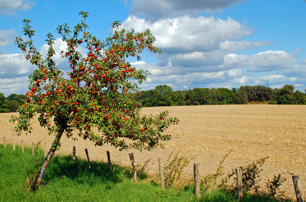 Abschied vom Sommer (5)