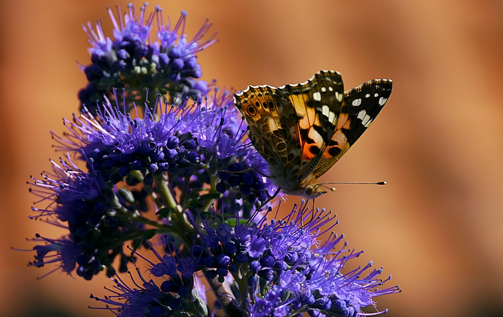 Abschied vom Sommer