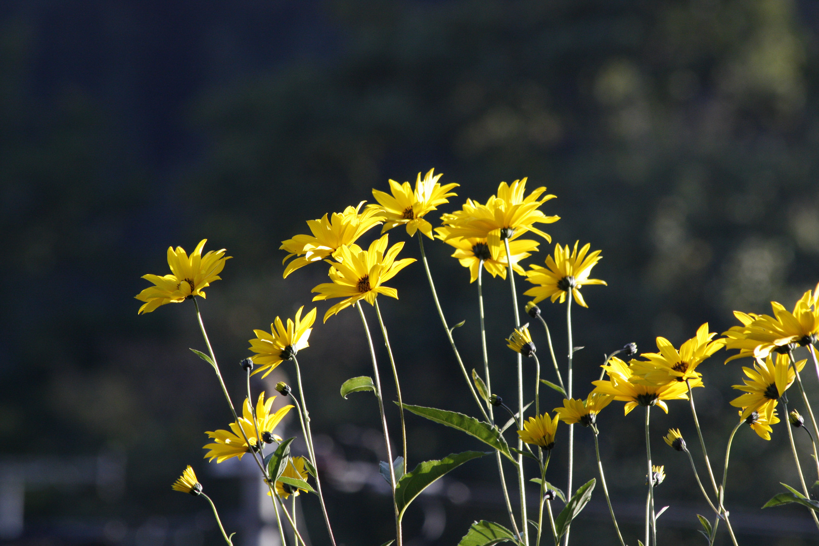 Abschied vom Sommer