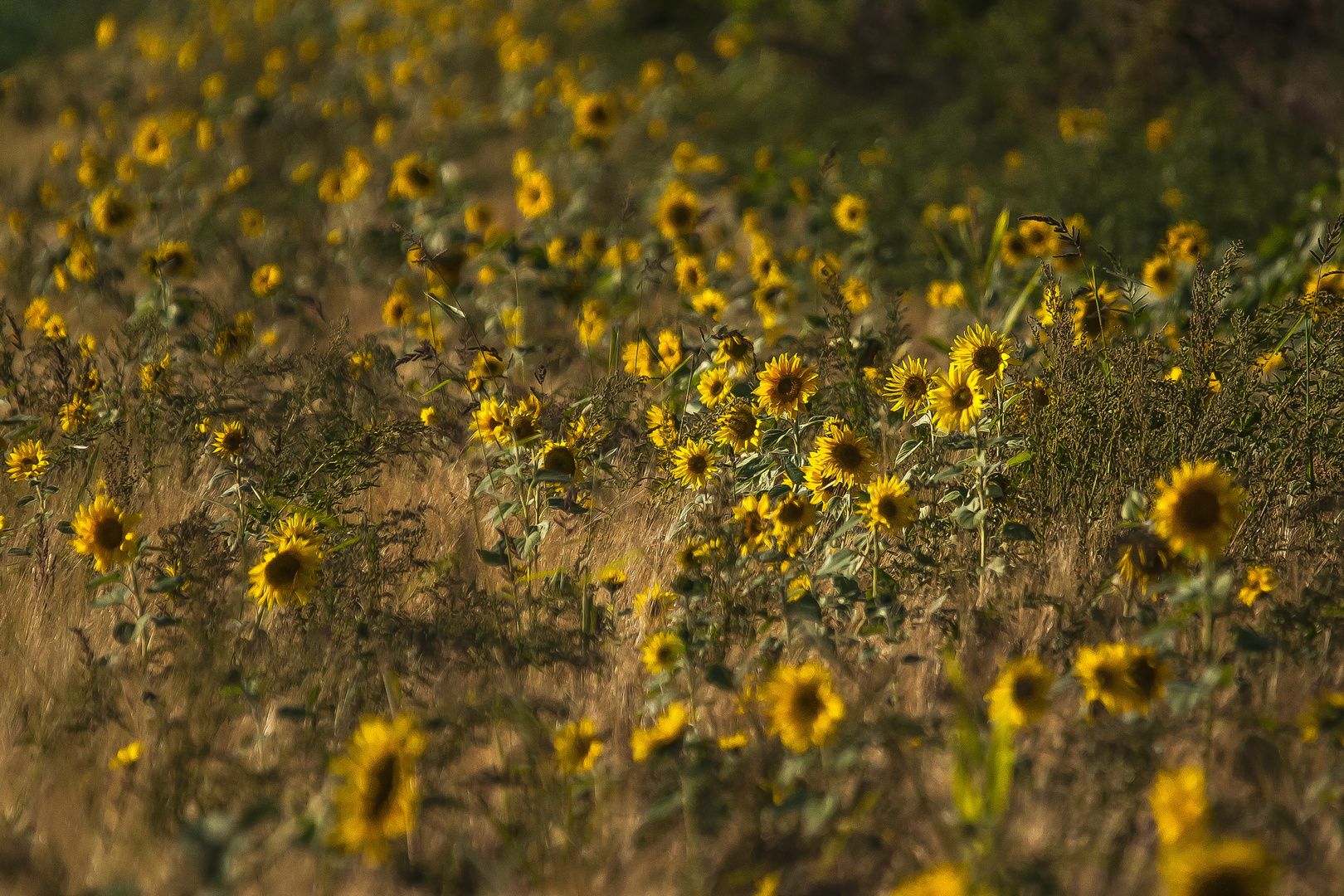 Abschied vom Sommer