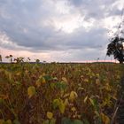 Abschied vom Sommer der groß war