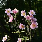 Abschied vom Sommer: Die Herbstanemone blüht noch