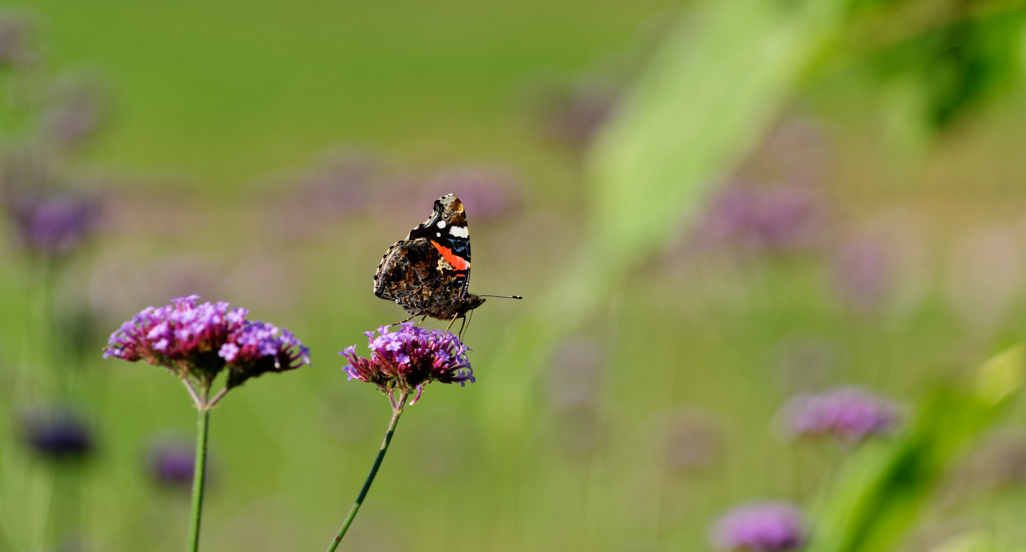 Abschied vom Sommer