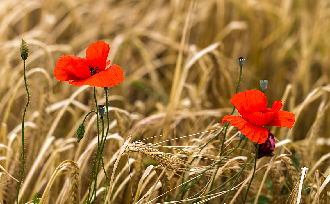 Abschied vom Sommer