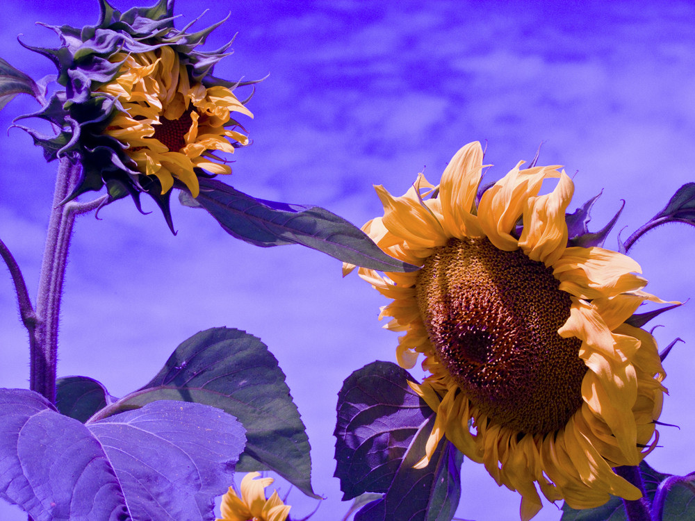 Abschied vom Sommer Foto & Bild fotomontagen & ebv, naturkreativ