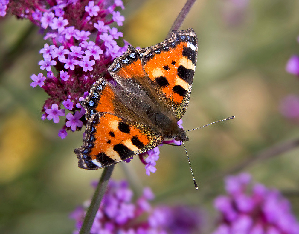 Abschied vom Sommer