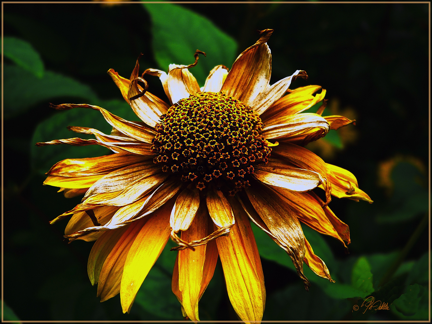 " Abschied vom Sommer "        Mittwochsblümchen 18.09.2019