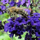 Abschied vom Sommer - Vorratshaltung