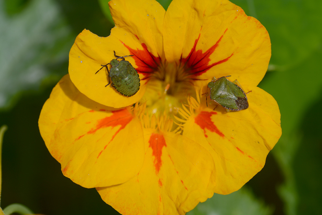 Abschied vom Sommer: Zwei Wanzen auf der Blüte der Kapuzinerkresse