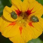 Abschied vom Sommer: Zwei Wanzen auf der Blüte der Kapuzinerkresse