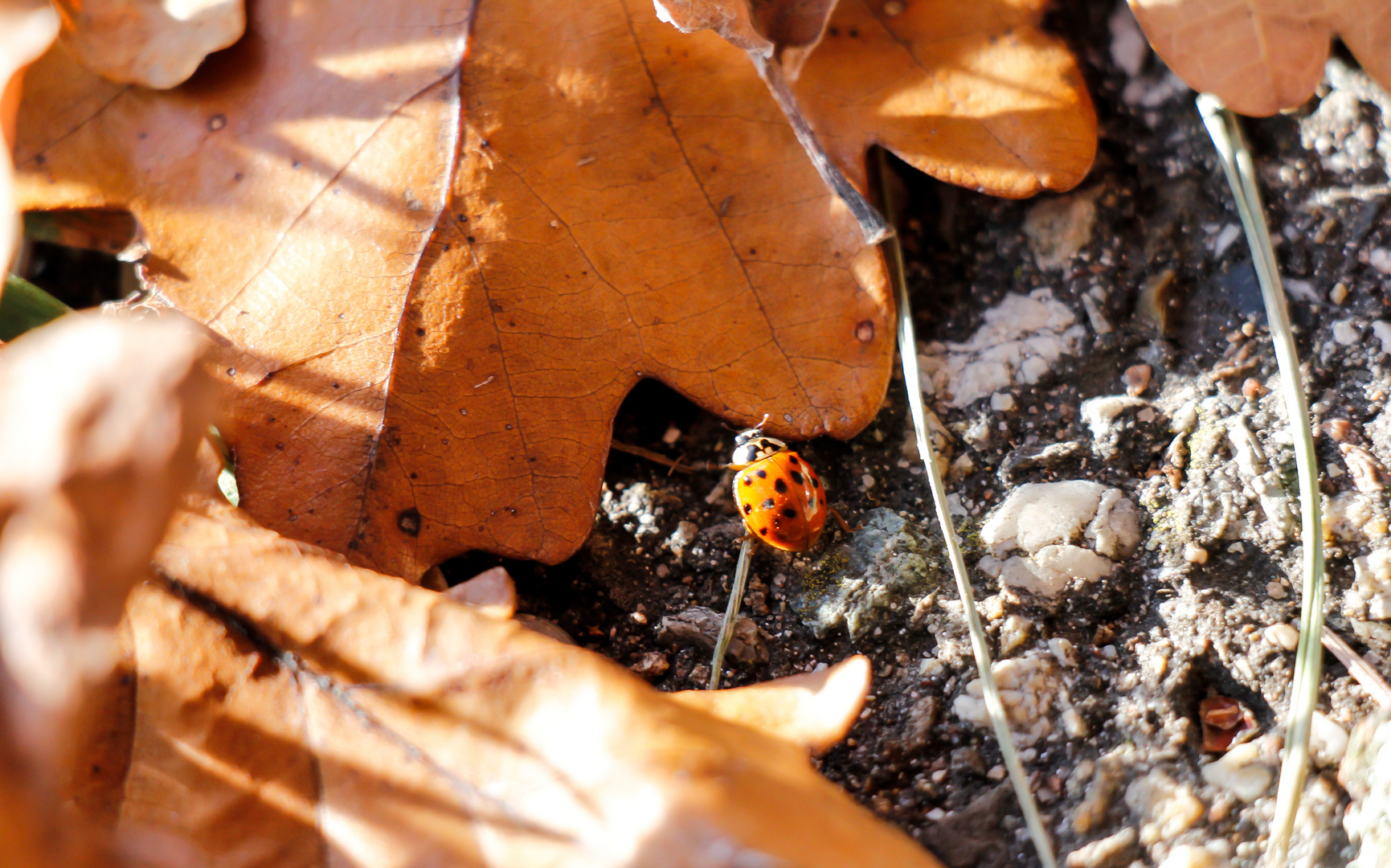 Abschied vom sommerlichen Herbst