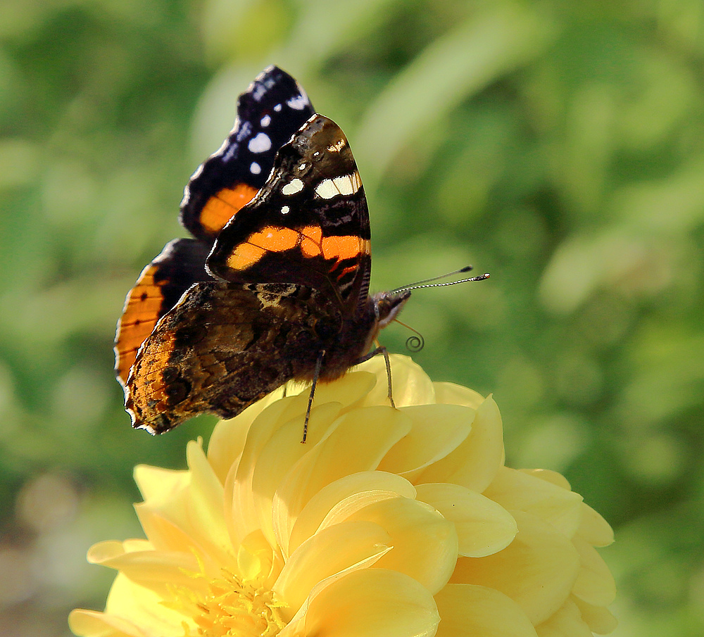 Abschied vom Traum des Sommers I