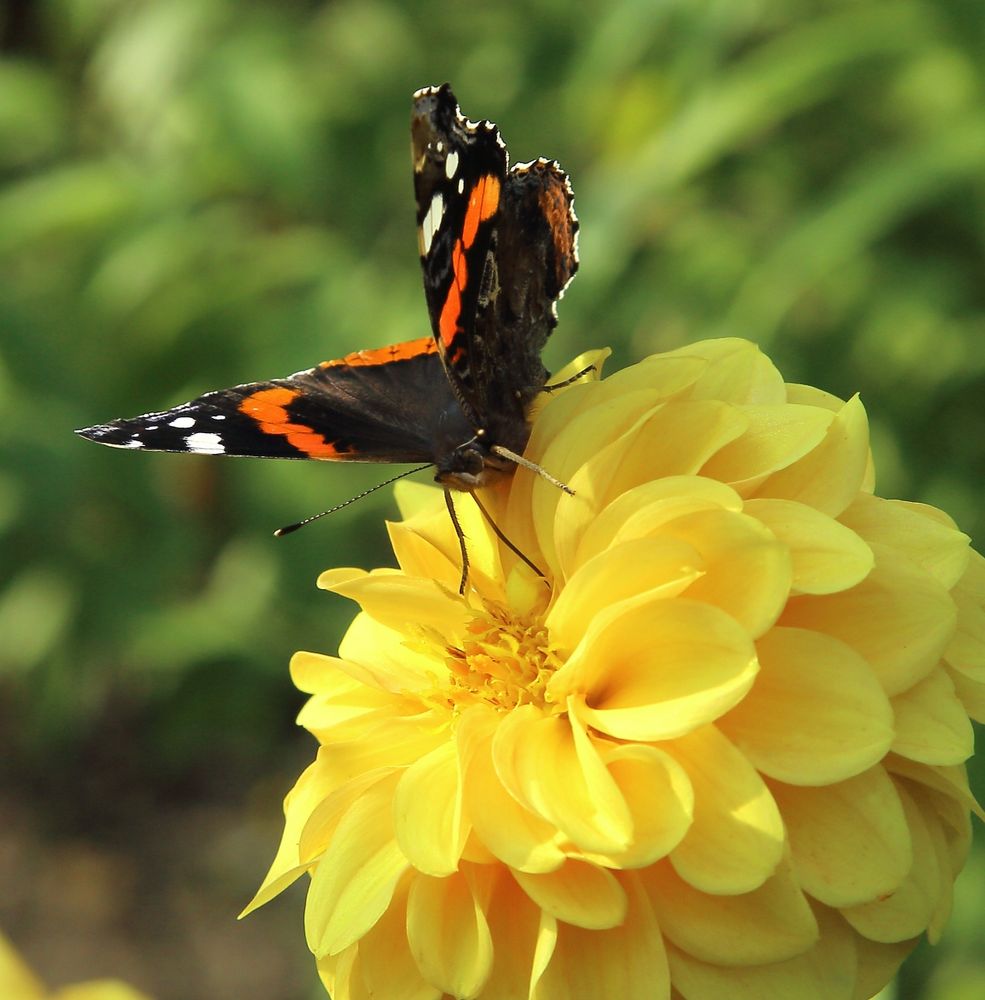 Abschied vom Traum des Sommers II