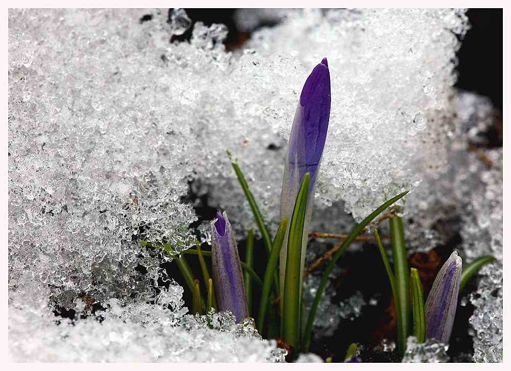 Abschied vom Winter