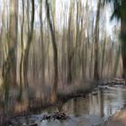 Abschied vom Winterwald