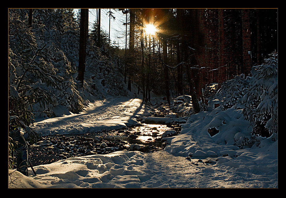 Abschied vom Winterwald..