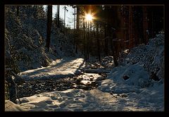 Abschied vom Winterwald..