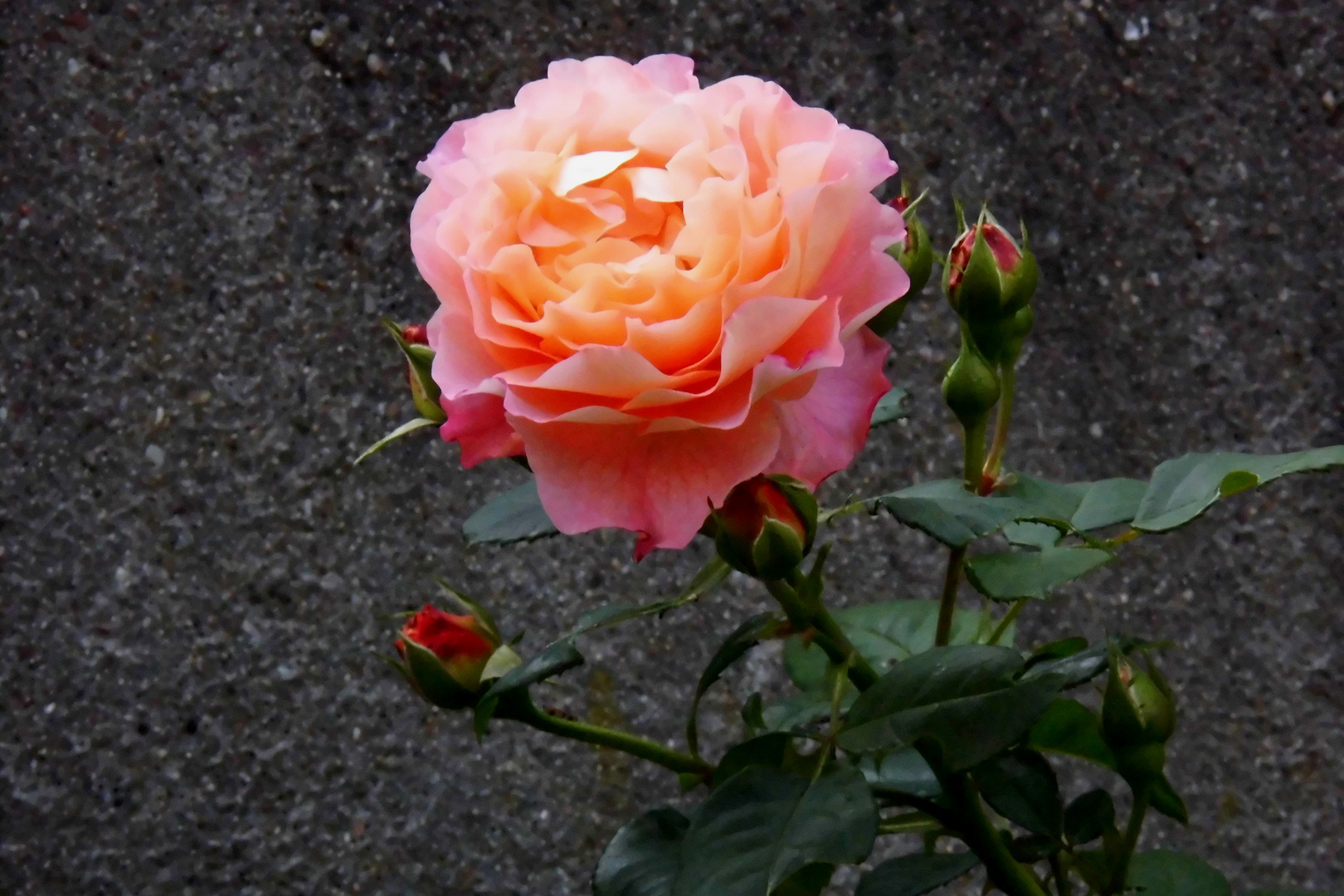Abschied von den Rosenblüten Foto & Bild | landschaft, jahreszeiten ...