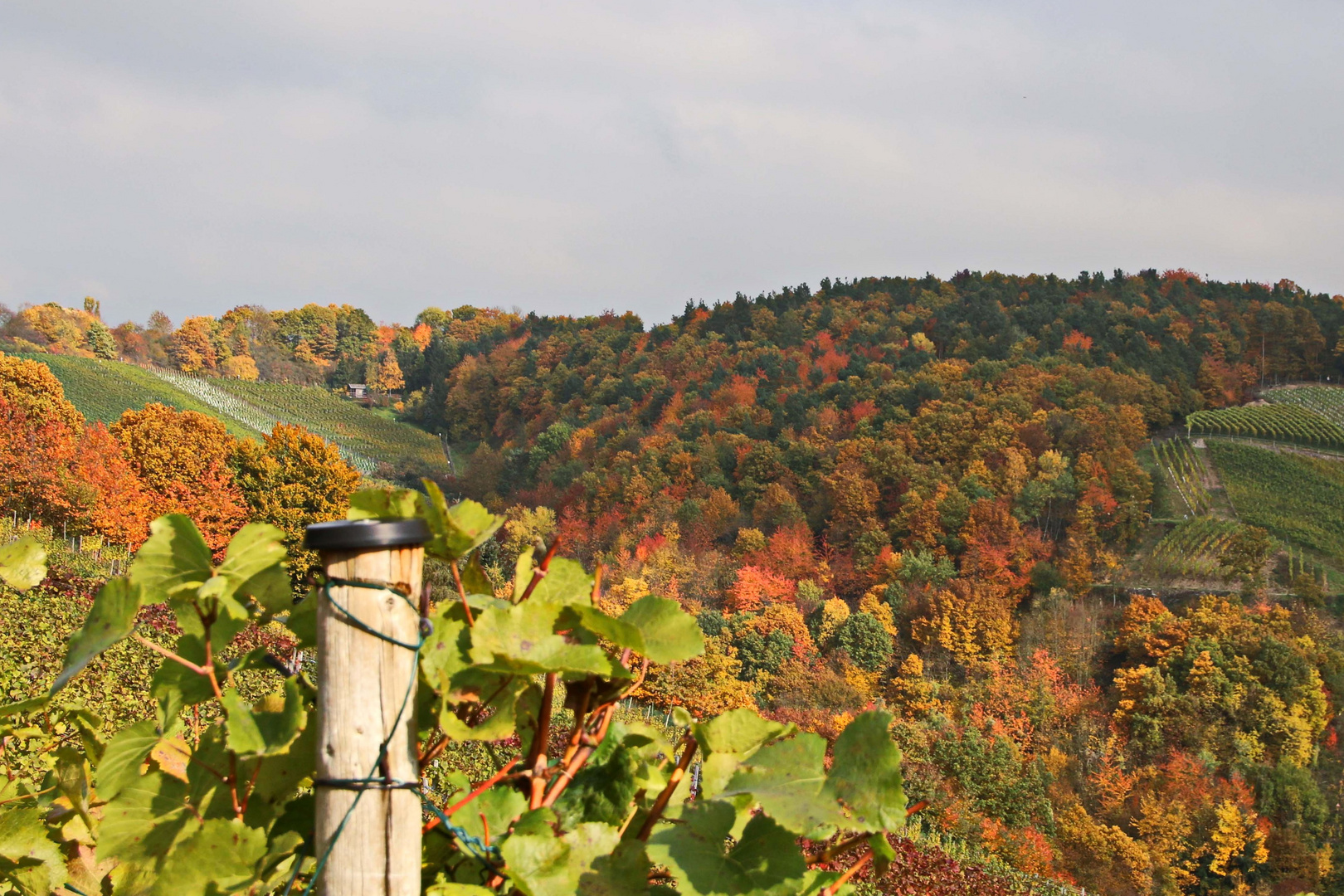 Abschied von den Weinbergen der Ahr