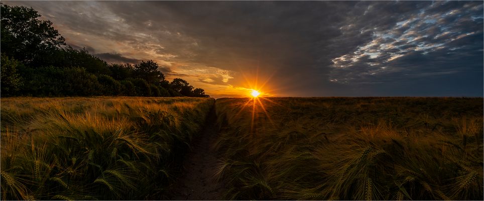 … Abschied von der Gerste …