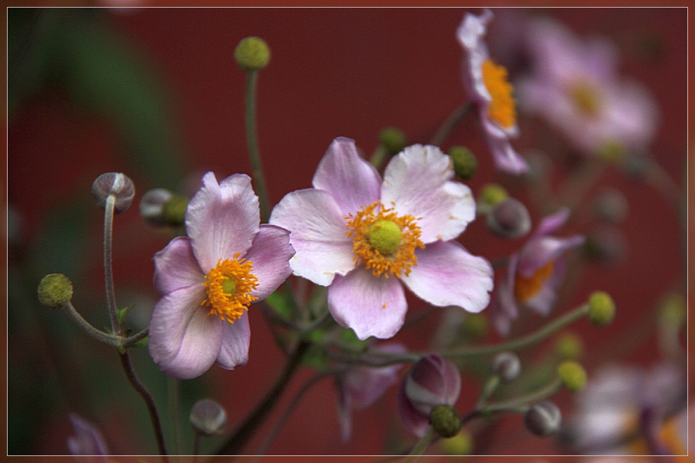 Abschied von der Herbstanemone