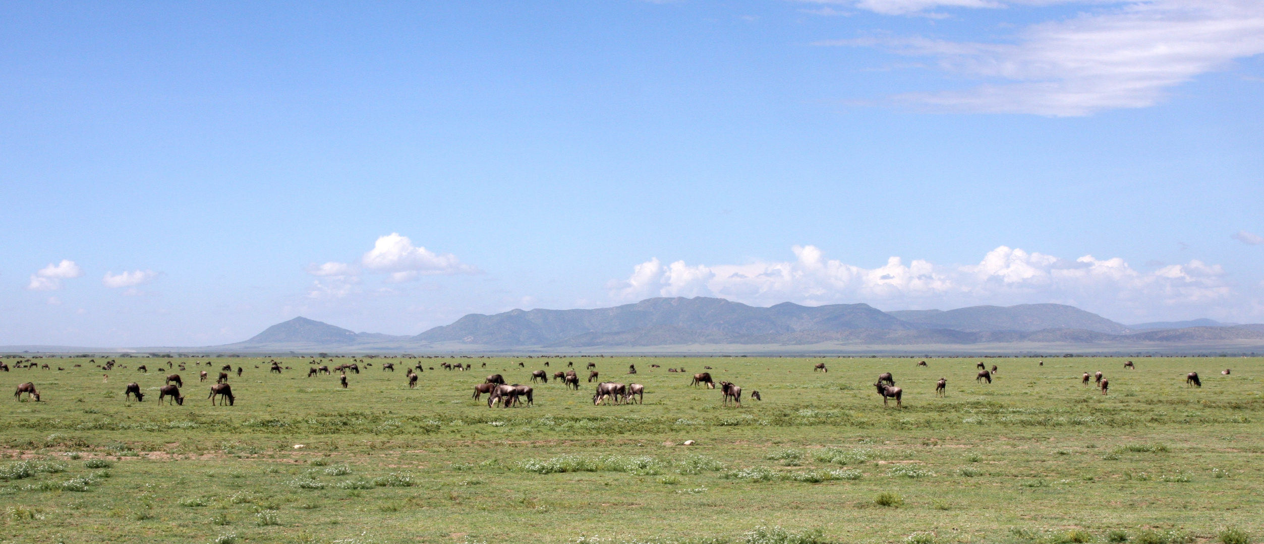 Abschied von der Serengeti