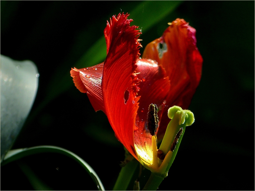 Abschied von der Tulpenzeit