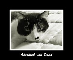 Abschied von Dona ....