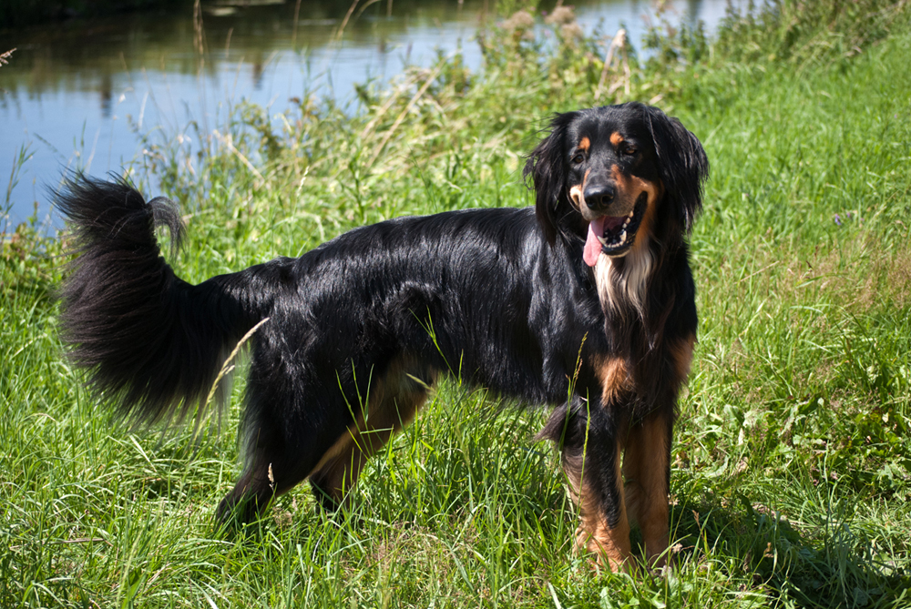 Abschied von einem Traumhund, Clint † 13.10.2011 (geb. 30.07.2008)