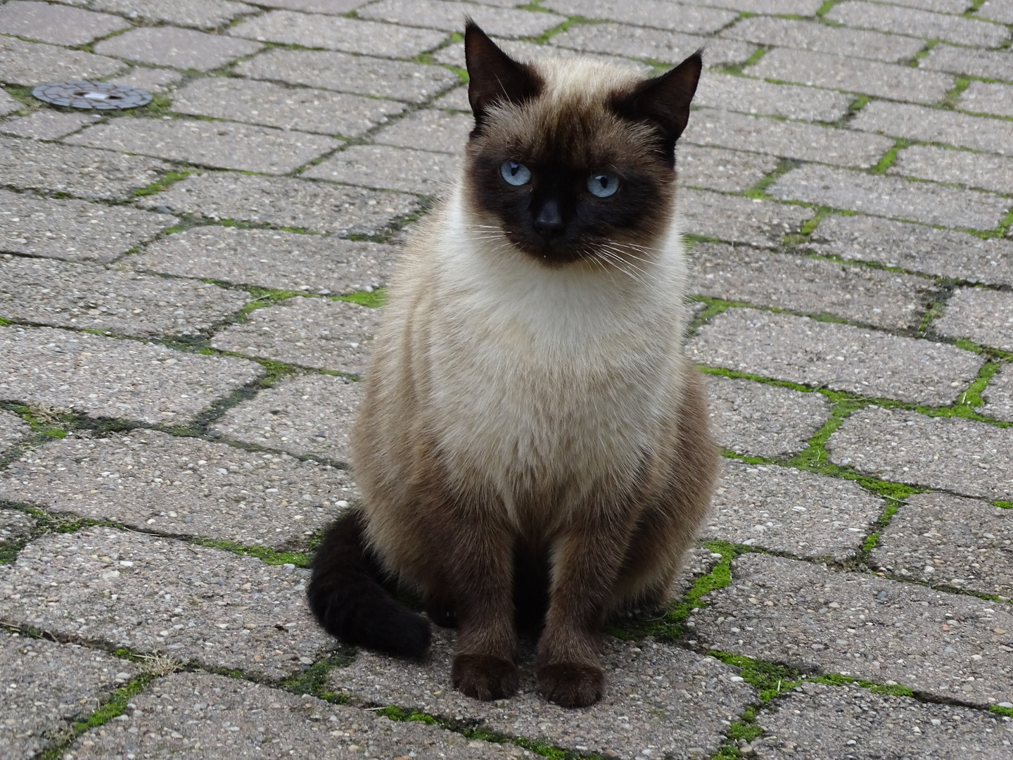 Abschied von einer Katzenschönheit