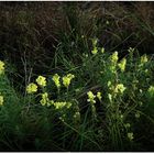 Abschied von Feldblumen (III)