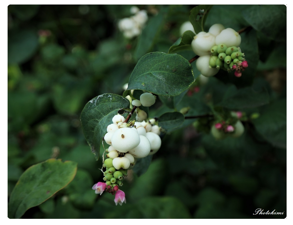 Abschied von Feldblumen (IX)