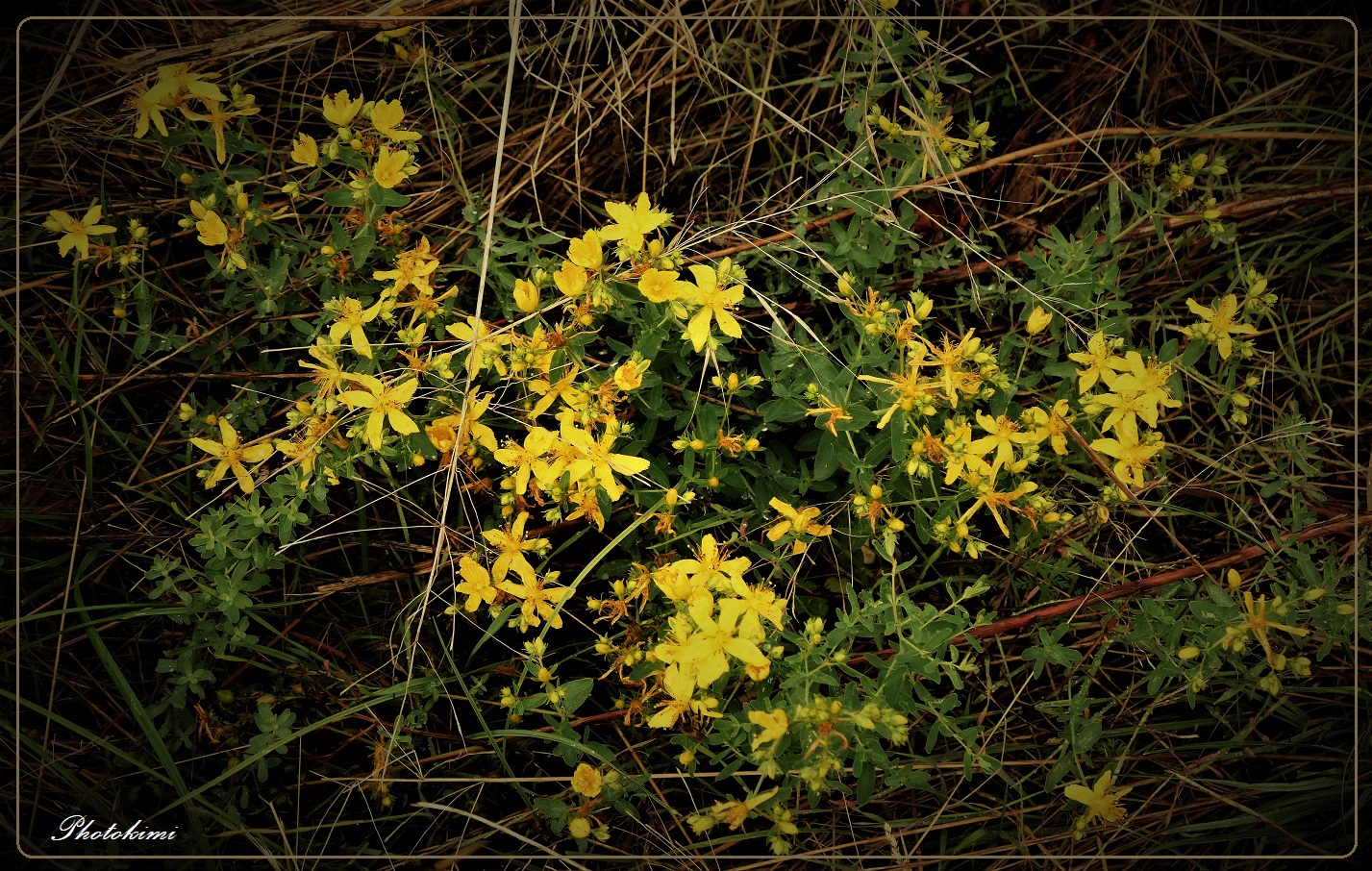 Abschied von Feldblumen (X)