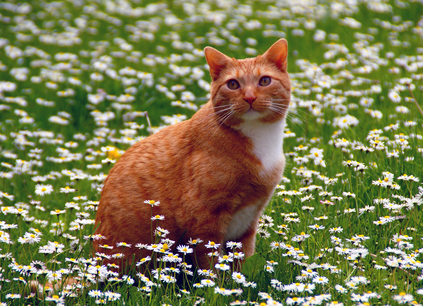 Abschied von Garfield