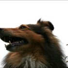 Abschieds-Sheltie