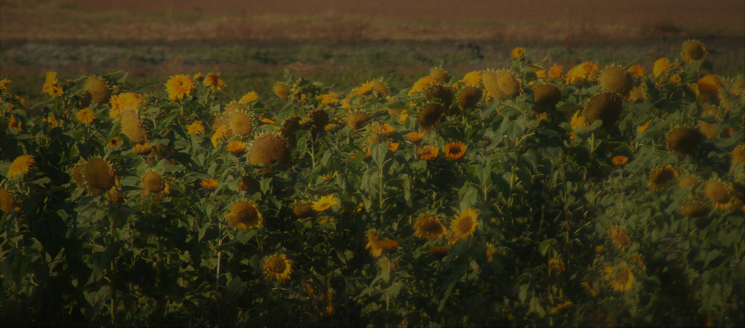 Abschieds Tanz der Sonnenblumen 