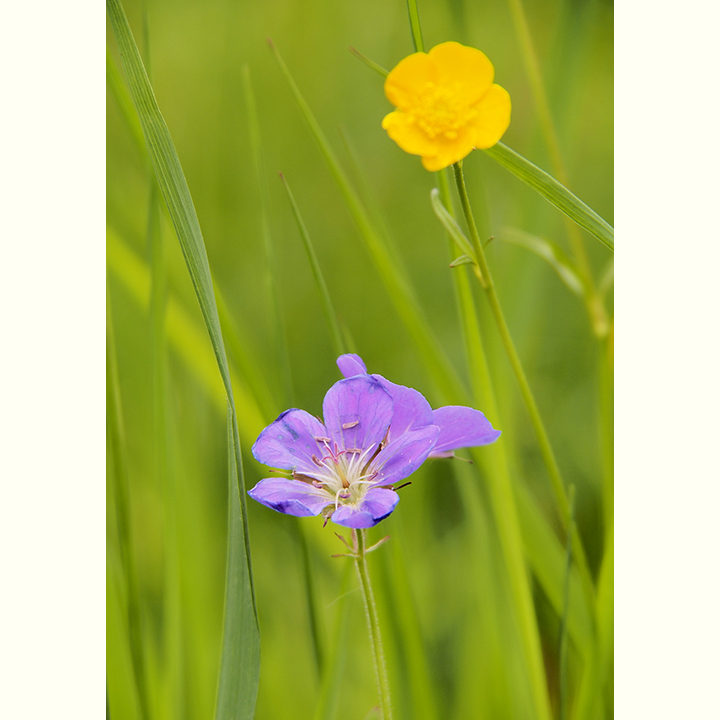 Abschiedsblümchen