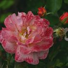 Abschiedsrose (3)