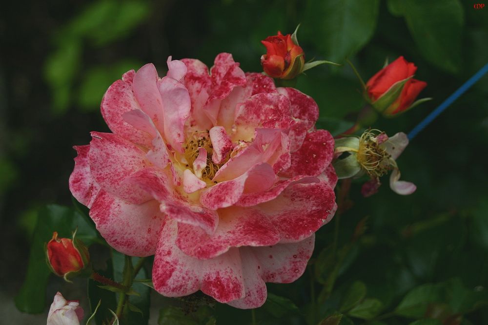 Abschiedsrose (3)