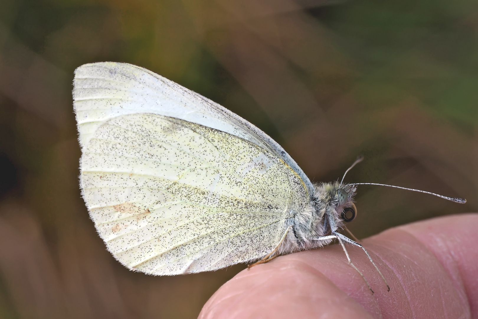 Abschiedszeremonie: der Winter kommt! - Piéride de la rave (Pieris rapae).