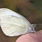 Abschiedszeremonie: der Winter kommt! - Piéride de la rave (Pieris rapae).