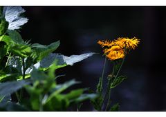 Abseits... - mitten durchs Gebüsch...